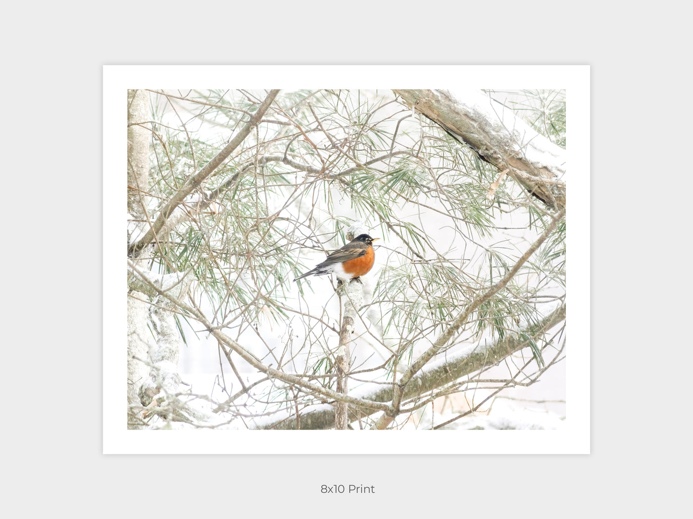 American Robin art print by Cattie Coyle Photography