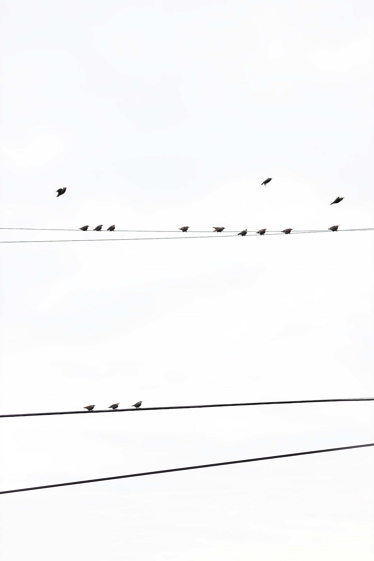 Birds on a Wire - Fine art print by Cattie Coyle Photography