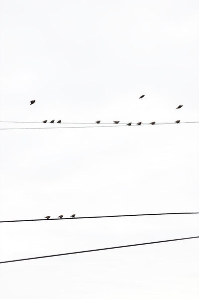 Birds on a Wire - Fine art print by Cattie Coyle Photography