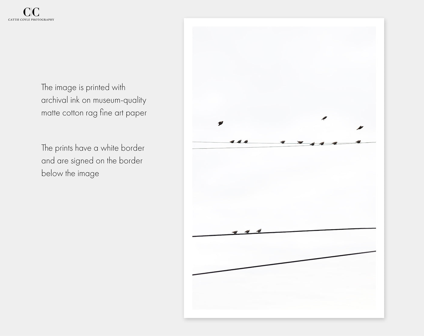 Birds on a Wire - Fine art prints by Cattie Coyle Photography