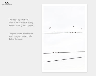 Birds on a Wire - Fine art prints by Cattie Coyle Photography