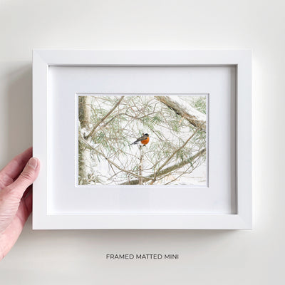 Framed American Robin art print by Cattie Coyle Photography