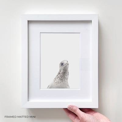 Framed curious bird wall art by Cattie Coyle Photography