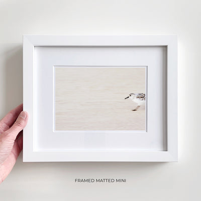 Framed shore bird prints by Cattie Coyle Photography