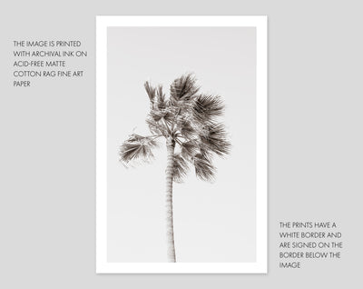 Black and white palm tree wall art by Cattie Coyle Photography