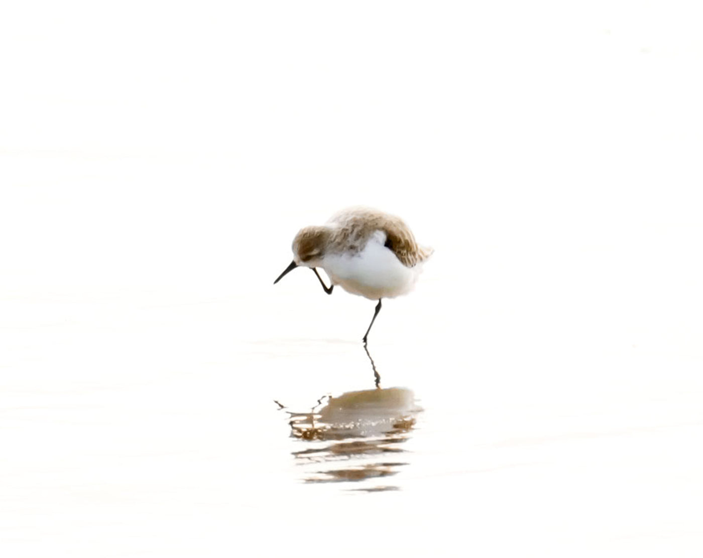 Sandpiper art print by Cattie Coyle Photography